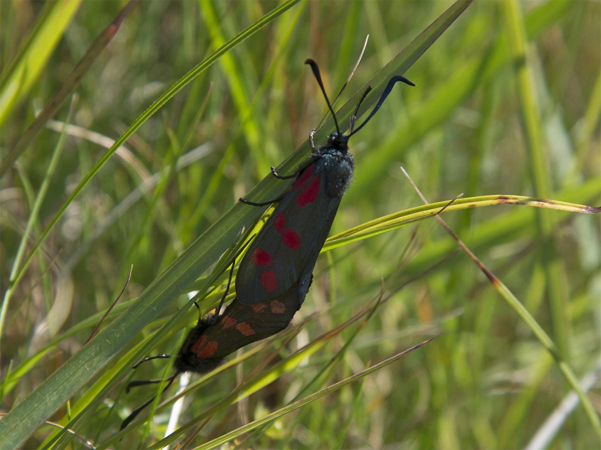 Zygaena filipendulae